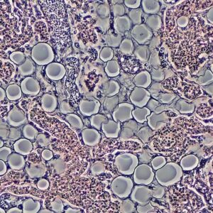 laboratuvarda ilk canli insan derisi gelistirildi 21qlFl2V