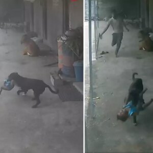 sokak kopeginin kacirmaya calistigi cocugun imdadina babasi yetisti ATJ4RCn3