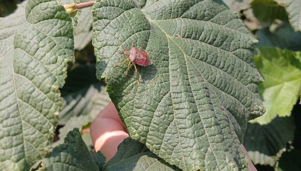 carsambada kahverengi kokarca mucadelesi suruyor MmeyafM9