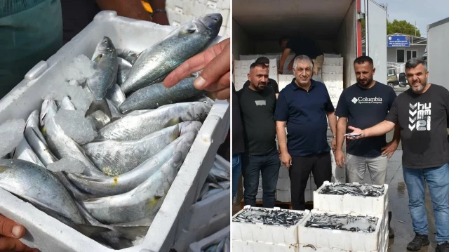 egede sezonu olmayan baliklar bile tutuldu rekoltede rekor bekleniyor 23e8mRDQ