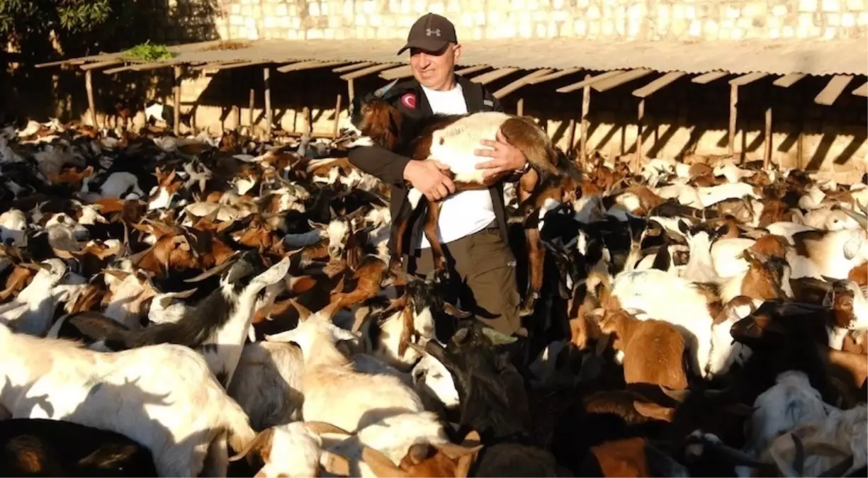 gonullu dernekten afrikaya sut kecisi destegi JsxTRcUR