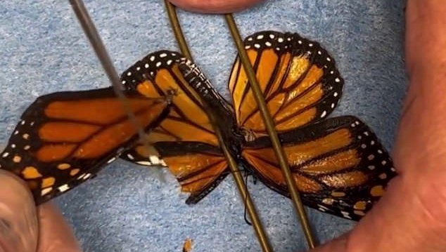 kelebege ikinci sans kanat nakliyle yeniden uctu s4SXMWA4