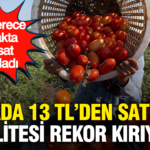 Tarlada 13 tlden satiliyor kalitesi rekor kiriyor 35 derece sicakta hasat basladi 6QVdpTST