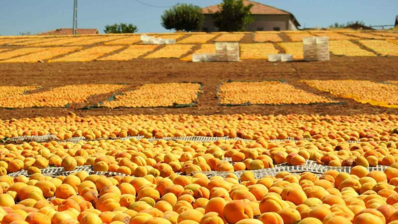 Zirai donun ardindan yuzler yeniden guldu malatyada bereketli hasat donemi 8PTwOrud